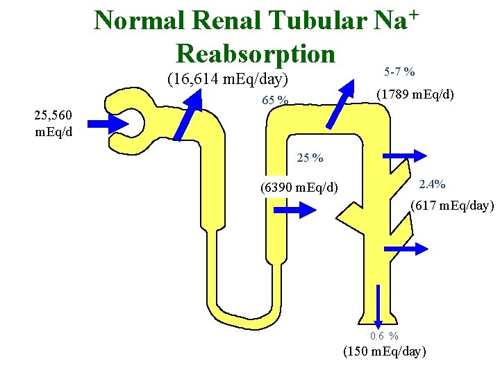 Normal Renal Tubular Na+ Reabsorption 5 -7 % (16, 614 m. Eq/day) (1789 m.