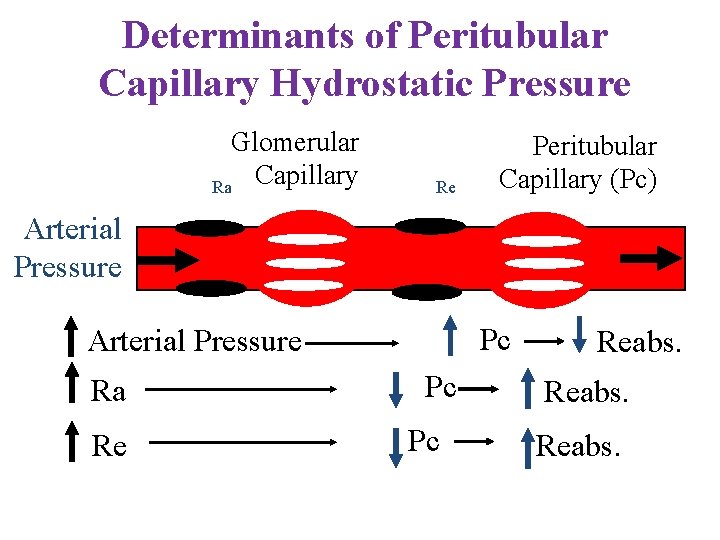 Determinants of Peritubular Capillary Hydrostatic Pressure Glomerular Ra Capillary Re Peritubular Capillary (Pc) Arterial