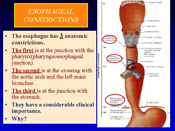 ESOPHAGEAL CONSTRICTIONS • The esophagus has 3 anatomic constrictions. • The first is at