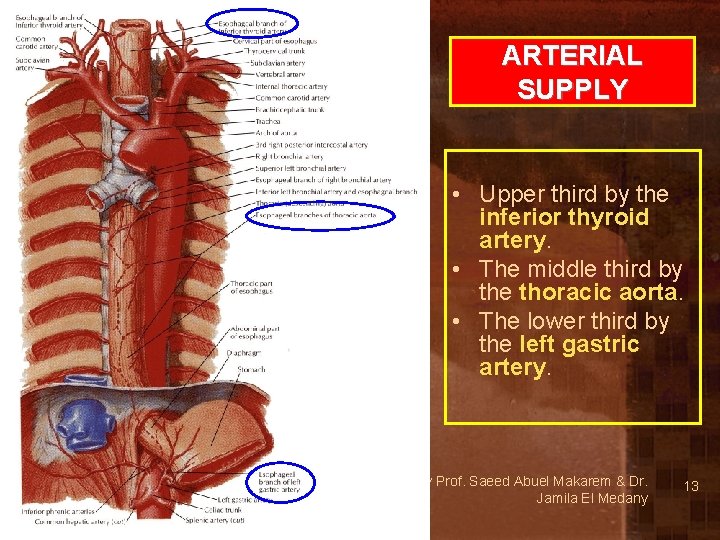 ARTERIAL SUPPLY • Upper third by the inferior thyroid artery. • The middle third