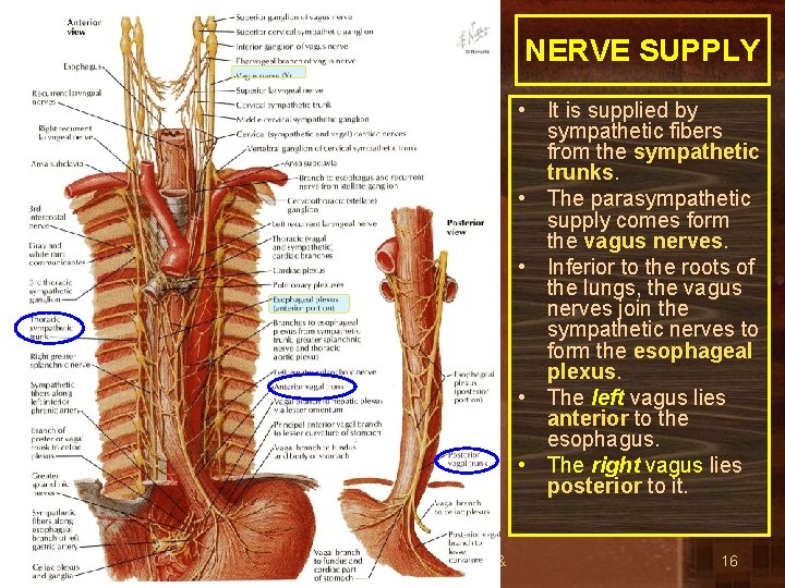 NERVE SUPPLY • It is supplied by sympathetic fibers from the sympathetic trunks. •