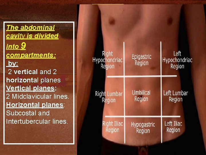 The abdominal cavity is divided into 9 compartments: by: 2 vertical and 2 horizontal