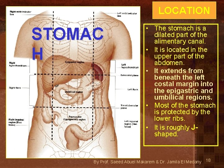 LOCATION STOMAC H • The stomach is a dilated part of the alimentary canal.