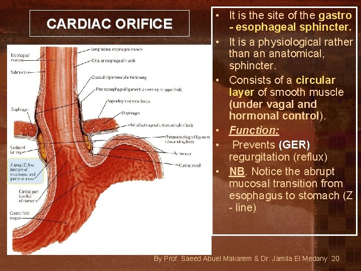 CARDIAC ORIFICE • It is the site of the gastro - esophageal sphincter. •