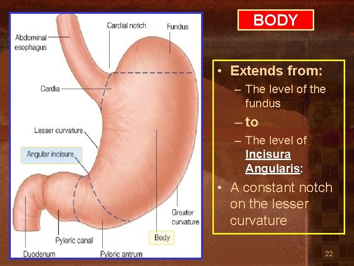 BODY • Extends from: – The level of the fundus – to – The