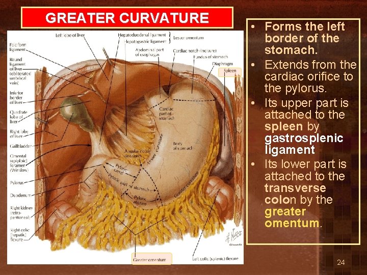 GREATER CURVATURE • Forms the left border of the stomach. • Extends from the