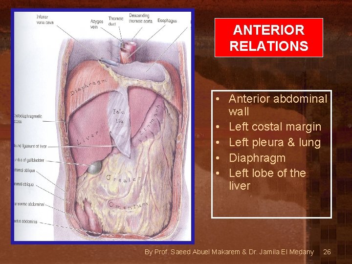 ANTERIOR RELATIONS • Anterior abdominal wall • Left costal margin • Left pleura &