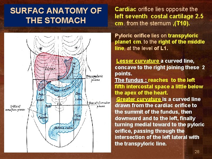 SURFAC ANATOMY OF THE STOMACH Cardiac orifice lies opposite the left seventh costal cartilage