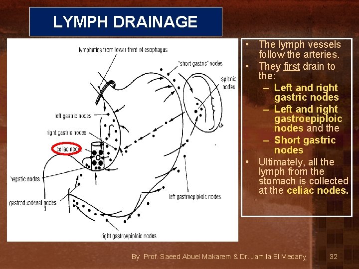 LYMPH DRAINAGE • The lymph vessels follow the arteries. • They first drain to