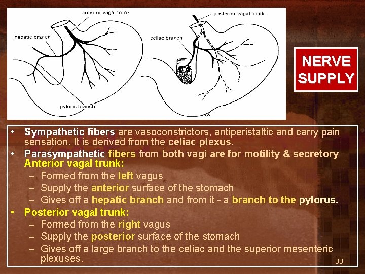 NERVE SUPPLY • Sympathetic fibers are vasoconstrictors, antiperistaltic and carry pain sensation. It is
