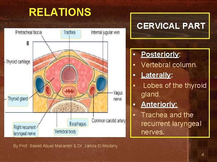 RELATIONS CERVICAL PART • Posteriorly: • Vertebral column. • Laterally: • Lobes of the