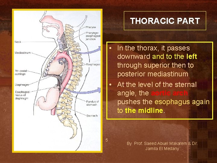 THORACIC PART • In the thorax, it passes downward and to the left through