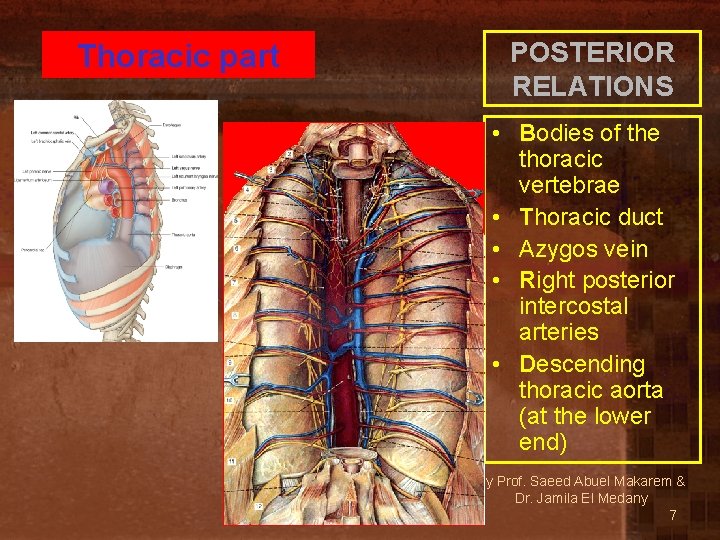 Thoracic part POSTERIOR RELATIONS • Bodies of the thoracic vertebrae • Thoracic duct •