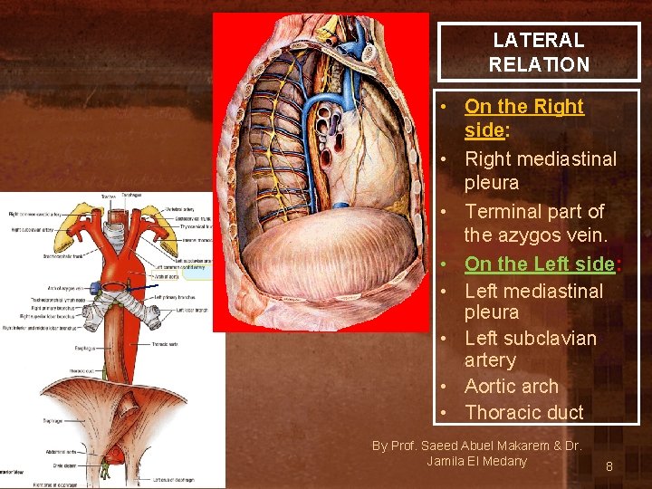 LATERAL RELATION • On the Right side: • Right mediastinal pleura • Terminal part