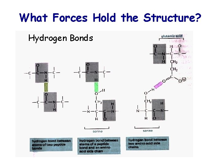 What Forces Hold the Structure? Hydrogen Bonds 