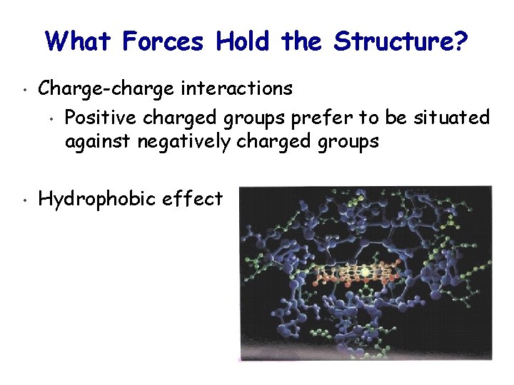 What Forces Hold the Structure? • Charge-charge interactions • Positive charged groups prefer to