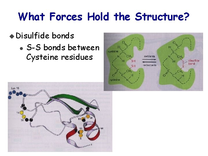 What Forces Hold the Structure? u Disulfide l bonds S-S bonds between Cysteine residues