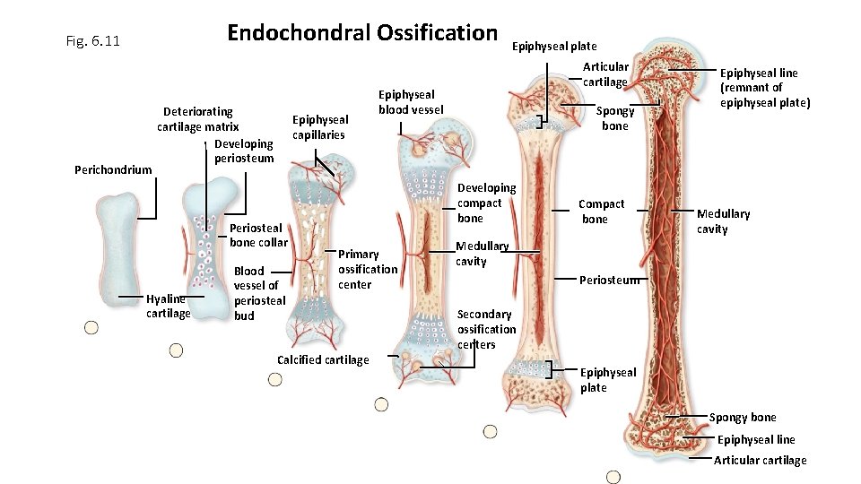 Endochondral Ossification Fig. 6. 11 Perichondrium Deteriorating cartilage matrix Developing periosteum Epiphyseal capillaries Periosteal