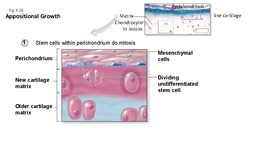 Perichondrium Fig. 6. 2 b Appositional Growth 1 Hyaline cartilage Matrix Chondrocyte in lacuna