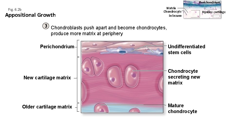 Perichondrium Fig. 6. 2 b Appositional Growth Matrix Chondrocyte in lacuna Hyaline cartilage 3