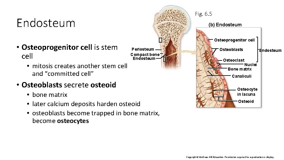 Fig. 6. 5 Endosteum • Osteoprogenitor cell is stem cell (b) Endosteum Osteoprogenitor cell