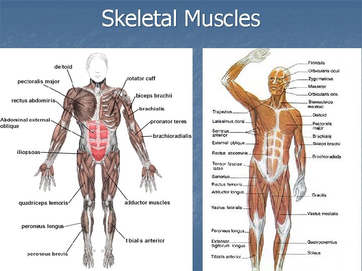 Skeletal Muscles 
