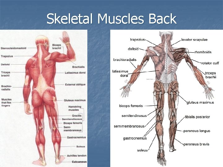 Skeletal Muscles Back 