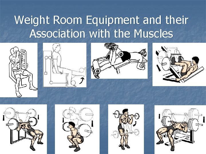 Weight Room Equipment and their Association with the Muscles 