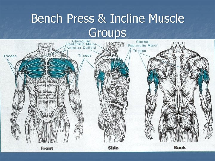 Bench Press & Incline Muscle Groups 