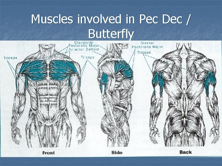 Muscles involved in Pec Dec / Butterfly 