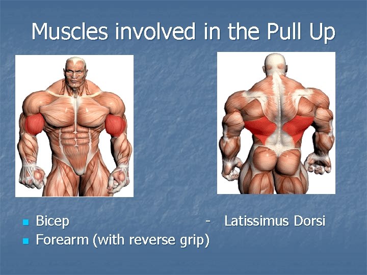 Muscles involved in the Pull Up n n Bicep - Latissimus Dorsi Forearm (with