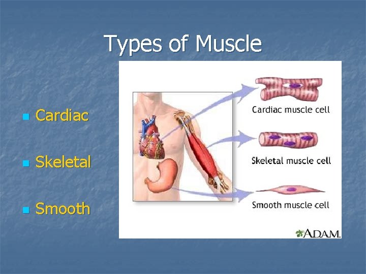 Types of Muscle n Cardiac n Skeletal n Smooth 