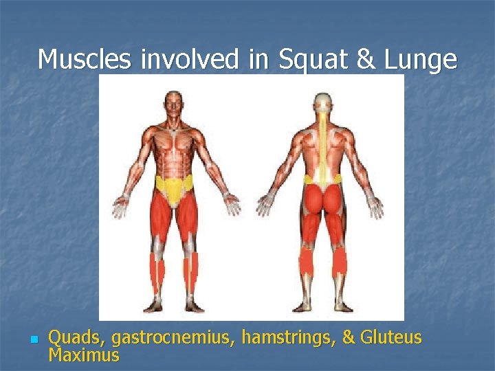 Muscles involved in Squat & Lunge n Quads, gastrocnemius, hamstrings, & Gluteus Maximus 