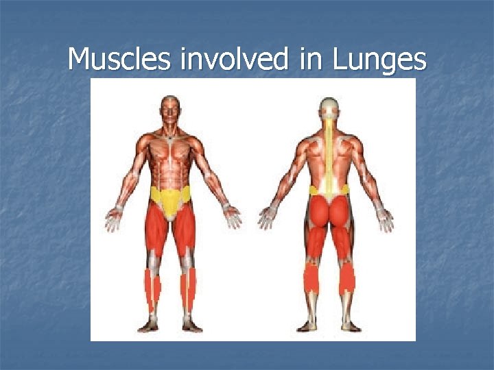 Muscles involved in Lunges 
