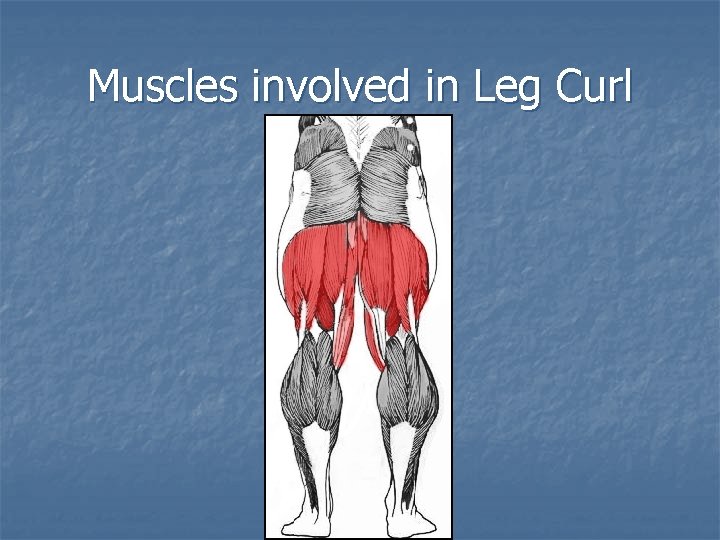 Muscles involved in Leg Curl 