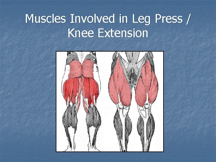 Muscles Involved in Leg Press / Knee Extension 