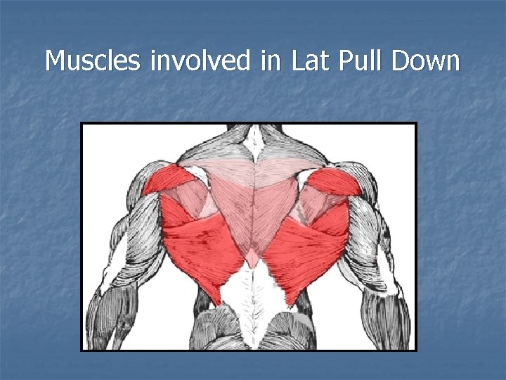 Muscles involved in Lat Pull Down 