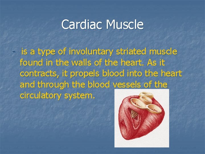 Cardiac Muscle - is a type of involuntary striated muscle found in the walls