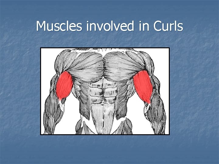 Muscles involved in Curls 