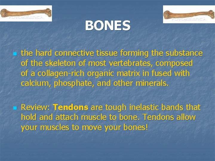 BONES n n the hard connective tissue forming the substance of the skeleton of