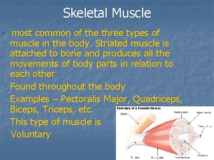 Skeletal Muscle - most common of the three types of muscle in the body.