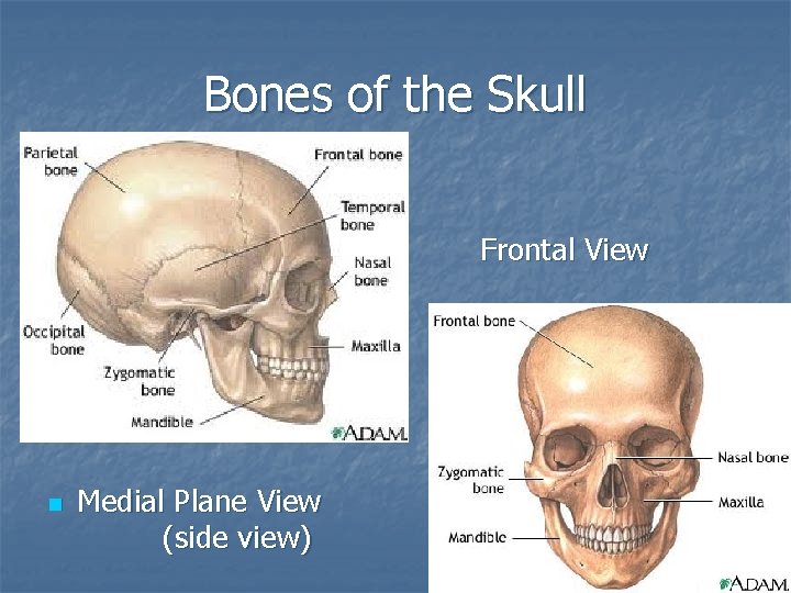 Bones of the Skull n n Anterior View Frontal View n n n Frontal