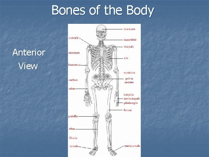 Bones of the Body Anterior View 