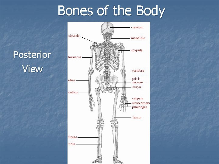 Bones of the Body Posterior View 