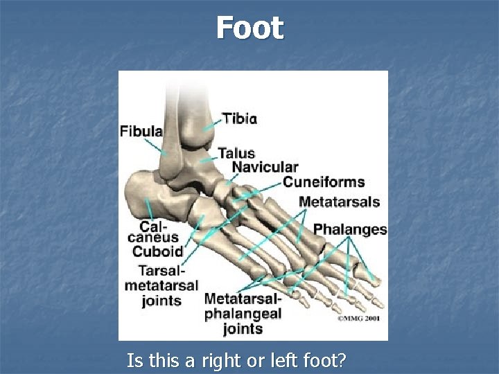 Foot Is this a right or left foot? 