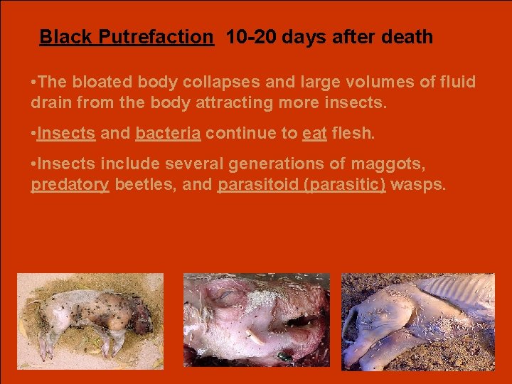 Black Putrefaction 10 -20 days after death • The bloated body collapses and large