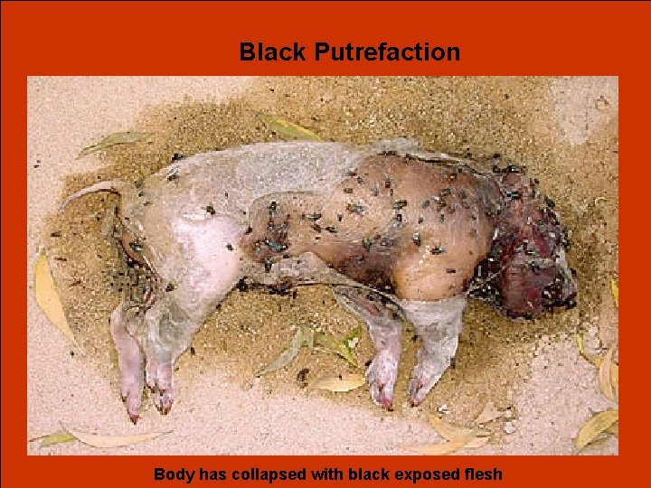 Black Putrefaction Body has collapsed with black exposed flesh 