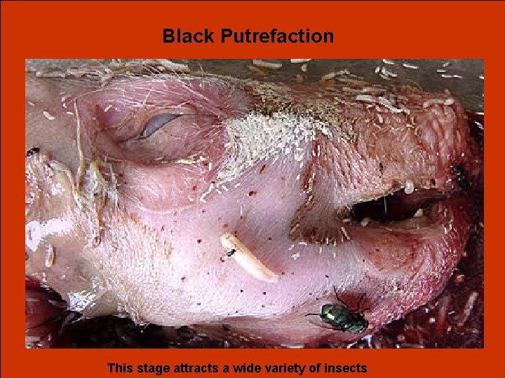 Black Putrefaction This stage attracts a wide variety of insects 