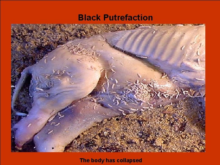 Black Putrefaction The body has collapsed 