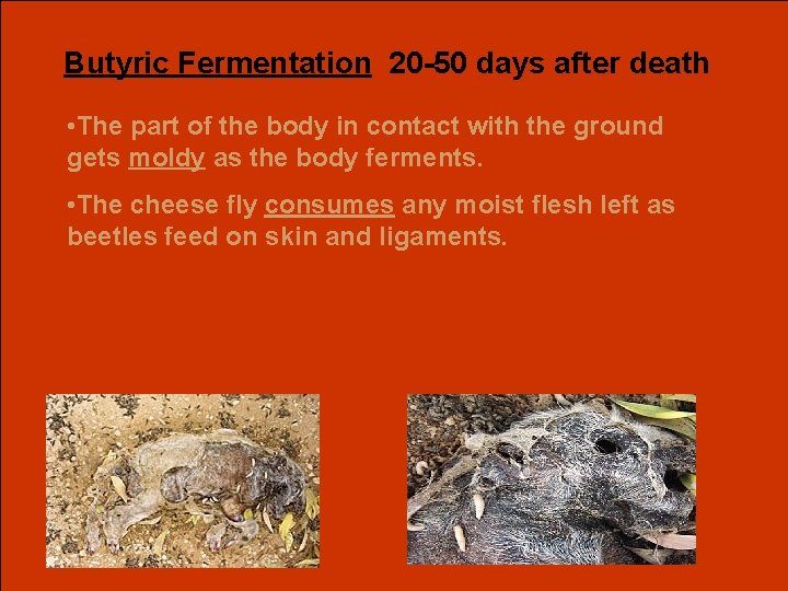 Butyric Fermentation 20 -50 days after death • The part of the body in